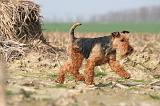 WELSH TERRIER 079